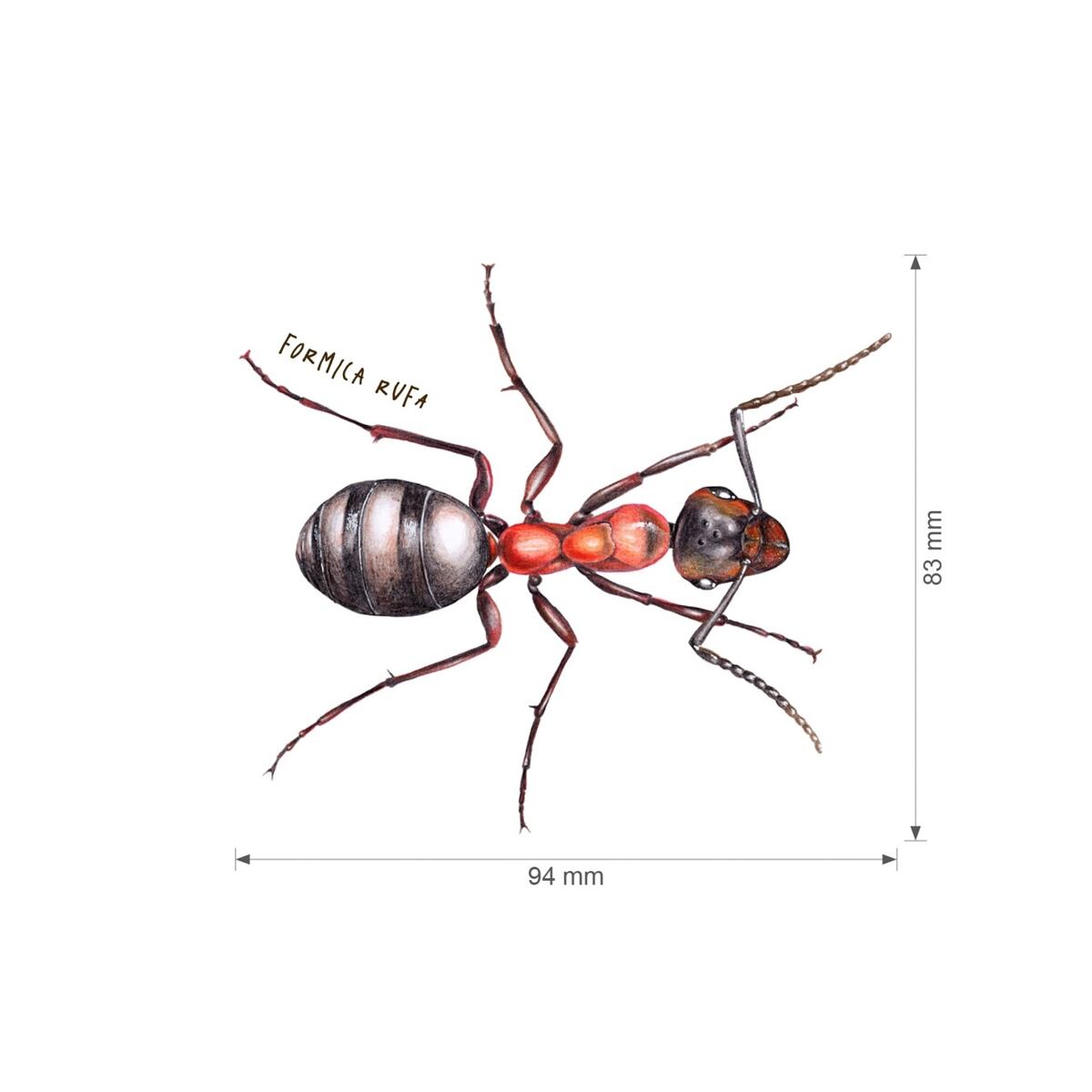 Lesní svět Nažehlovačka S - Mix slunéčko, roháč, mravenec
