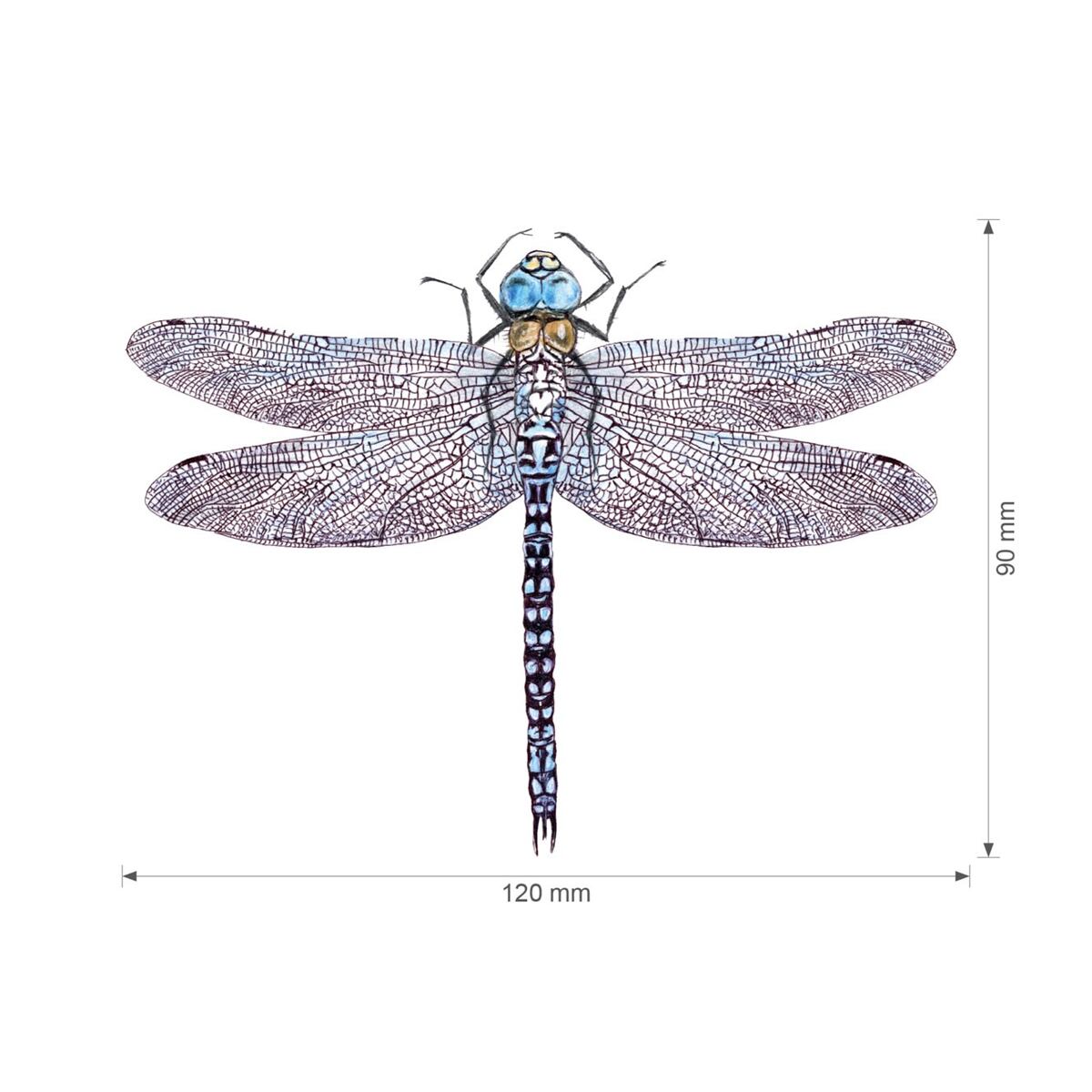 Lesní svět Nažehlovačka S - Mix skokan, vážka, ledňáček
